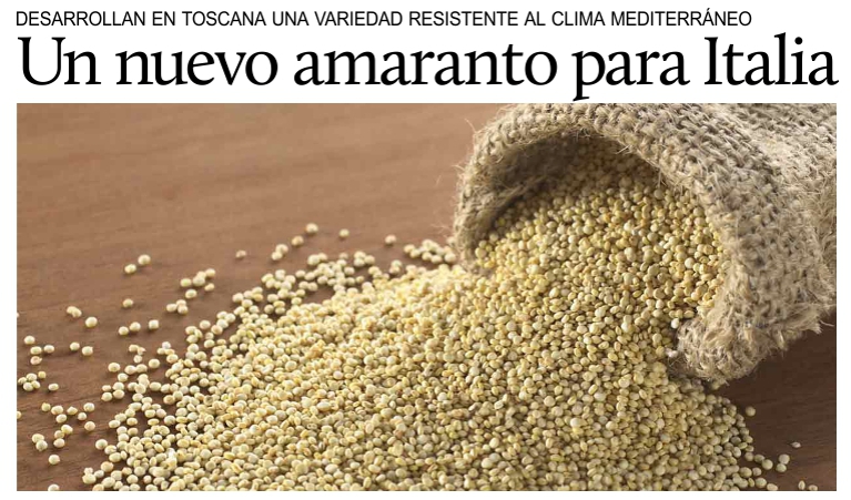 Tambi�n en Italia cultivar�n amaranto, antiguo alimento de los mayas y de los aztecas.